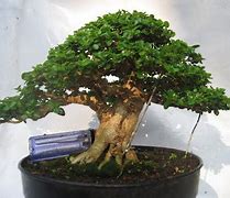 Bonsai Sancang Mame Terbaik