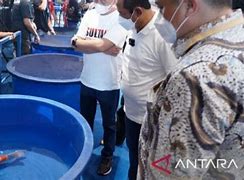 Ikan Koi Terbesar Di Indonesia